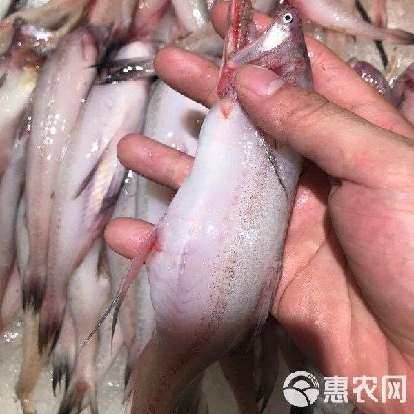 龍頭魚的價格是多少？（龍頭魚的價格是多少） 龍頭魚的價格是多少？（龍頭魚的價格是多少） 龍魚百科 第14張