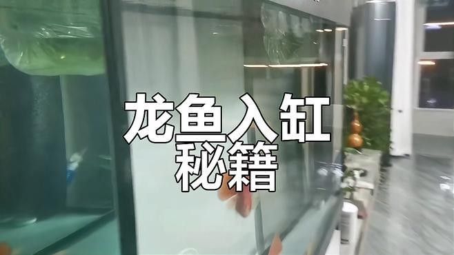 龍魚隔離后如何逐步入缸（科學隔離時長與合缸技巧全解析龍魚入缸全攻略）