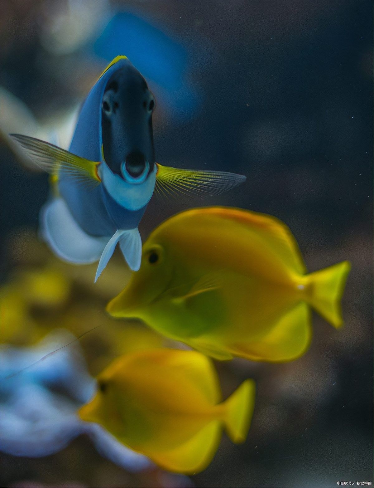 如何判斷親魚是否健康？（判斷親魚是否健康需要從多個(gè)方面進(jìn)行綜合評(píng)估評(píng)估）