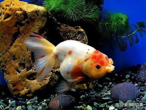 如何判斷親魚是否健康？（判斷親魚是否健康需要從多個方面進行綜合評估評估）