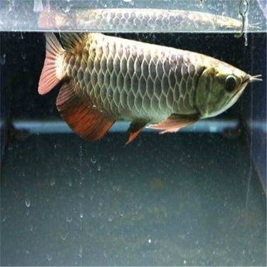 玉石金龍魚的價格范圍（玉石金龍魚價格揭秘玉石金龍魚價格及選購指南）