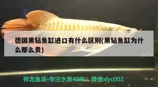 德國黑鉆魚缸進口有什么區(qū)別(黑鉆魚缸為什么那么貴)（德國黑鉆魚缸進口有什么區(qū)別） 德國黑鉆魚缸進口有什么區(qū)別(黑鉆魚缸為什么那么貴)（德國黑鉆魚缸進口有什么區(qū)別） 觀賞魚百科