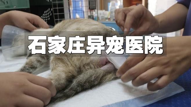 廈門哪家醫院做龍魚手術最好（廈門哪家醫院可以做龍魚手術）