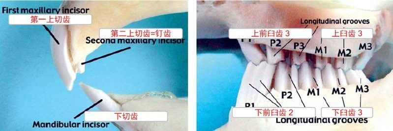 廈門哪家醫院做龍魚手術最好（廈門哪家醫院可以做龍魚手術）