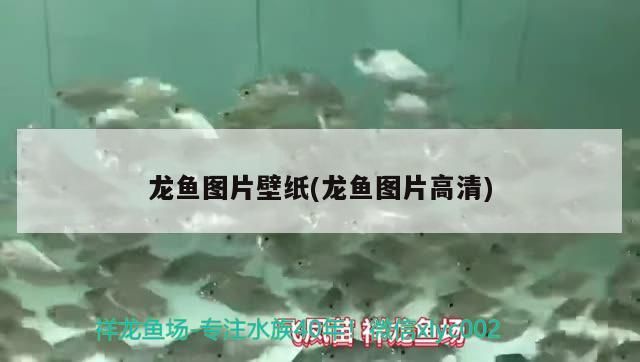 飼料 龍魚圖片壁紙(龍魚圖片高清)(好運魚圖片壁紙大全圖片) 觀賞魚百科 龍魚圖片壁紙(龍魚圖片高清)(好運魚圖片壁紙大全圖片) 龍魚圖片壁紙(龍魚圖片高清)(好運魚圖片壁紙大全圖片) 觀賞魚百科