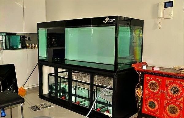 如何設(shè)置火龍魚混養(yǎng)缸（火龍魚混養(yǎng)火龍魚混養(yǎng)缸的設(shè)置需要綜合考慮綜合因素） 如何設(shè)置火龍魚混養(yǎng)缸（火龍魚混養(yǎng)火龍魚混養(yǎng)缸的設(shè)置需要綜合考慮綜合因素） 龍魚百科 第5張