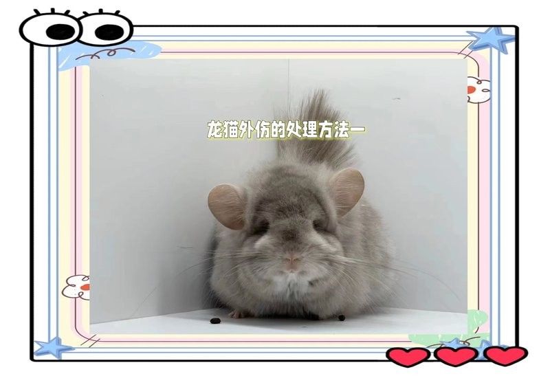 龍貓打架后多久會恢復？（貓打架后多久會恢復正常，龍貓打架后多久能恢復正常） 龍貓打架后多久會恢復？（貓打架后多久會恢復正常，龍貓打架后多久能恢復正常） 龍魚百科 第4張