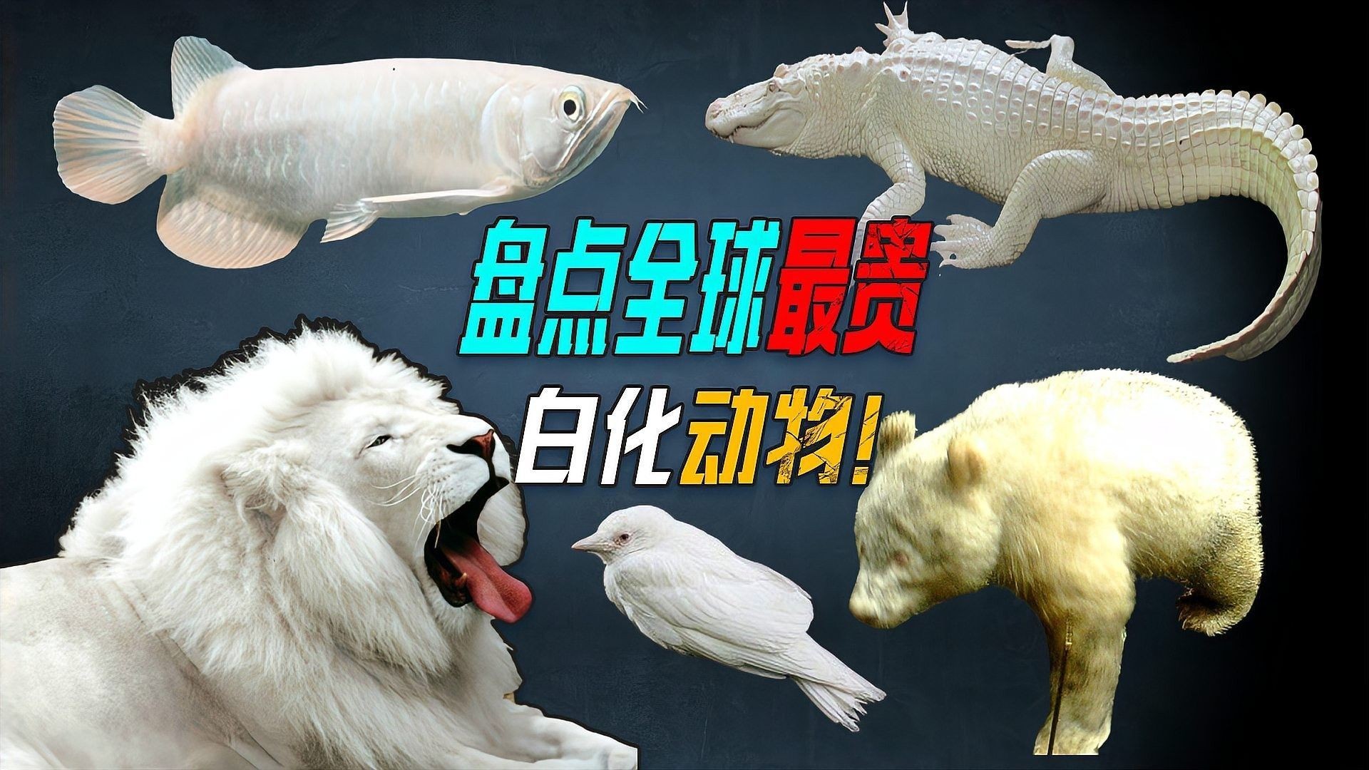 如何預(yù)防龍魚側(cè)線孔突出（如何預(yù)防龍魚側(cè)線孔突出，以期為龍魚愛好者提供實用養(yǎng)護建議）