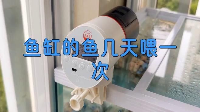龍魚缸工具魚多久喂一次（魚缸工具魚的喂食頻率取決于多種因素，龍魚缸工具魚的喂養方法）
