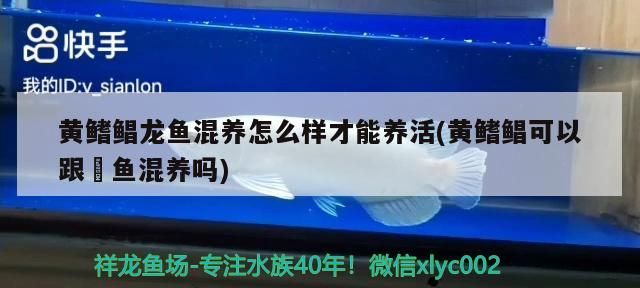 虎紋恐龍魚需要底沙嗎(恐龍魚必須要放底砂嘛)（黃鰭鯧可以跟魟魚混養嗎） 虎紋恐龍魚需要底沙嗎(恐龍魚必須要放底砂嘛)（黃鰭鯧可以跟魟魚混養嗎） 觀賞魚百科