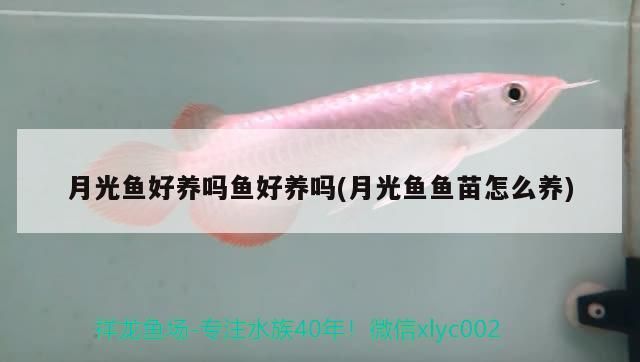 月光魚(yú)好養(yǎng)嗎魚(yú)好養(yǎng)嗎(月光魚(yú)魚(yú)苗怎么養(yǎng))