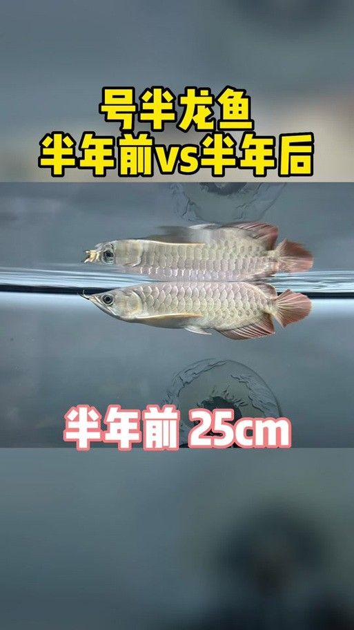 龍魚品種特征對比圖（金龍魚、銀龍魚、珍珠龍魚、紅龍魚、紅龍魚）