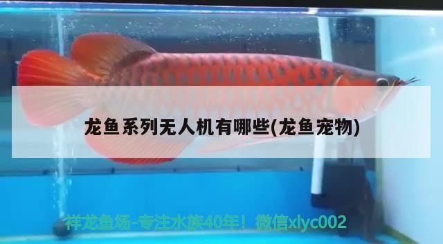 龍魚系列無人機有哪些(龍魚寵物) 龍魚系列無人機有哪些(龍魚寵物) 觀賞魚百科