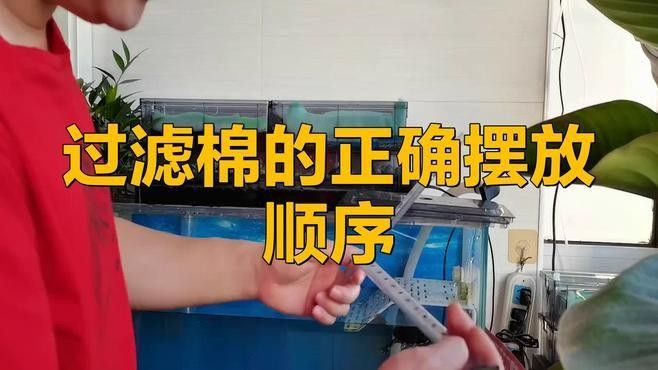 龍魚缸中濾材擺放順序 龍魚缸中濾材擺放順序 龍魚百科 第5張