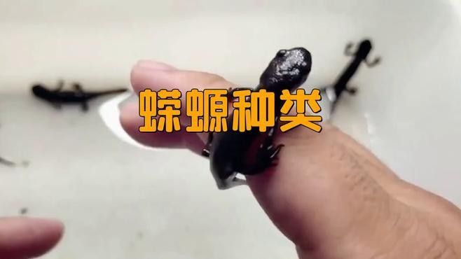 肥螈和東方蠑螈有何區(qū)別？（東方蠑螈和東方蠑螈的區(qū)別）