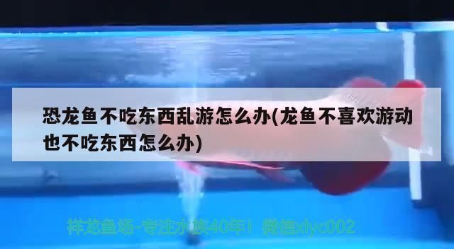 恐龍魚不吃東西亂游怎么辦(龍魚不喜歡游動(dòng)也不吃東西怎么辦)（恐龍魚不吃東西亂游怎么辦）