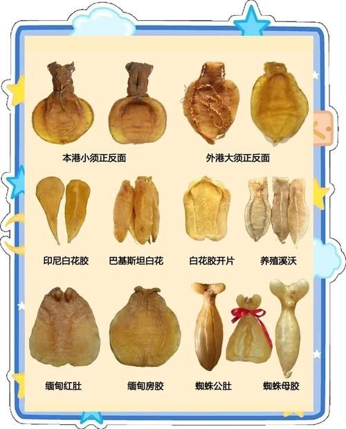 哪種魚膠更適合新手入門？（新手入門魚膠選擇指南）