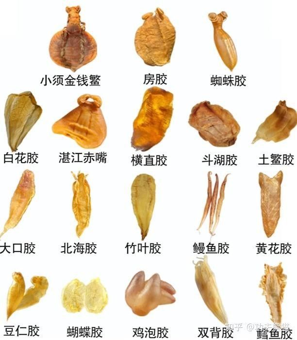 哪種魚膠更適合新手入門？（新手入門魚膠選擇指南）