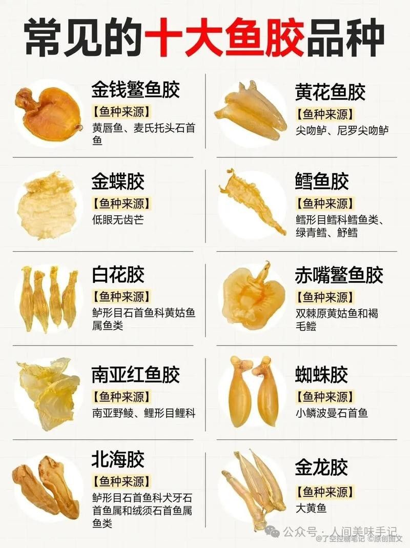 哪種魚膠更適合新手入門？（新手入門魚膠選擇指南）