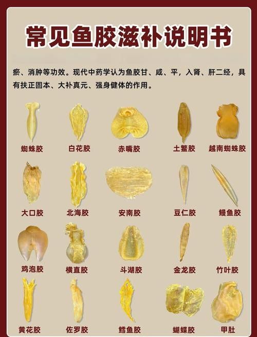 哪種魚膠更適合新手入門？（新手入門魚膠選擇指南）