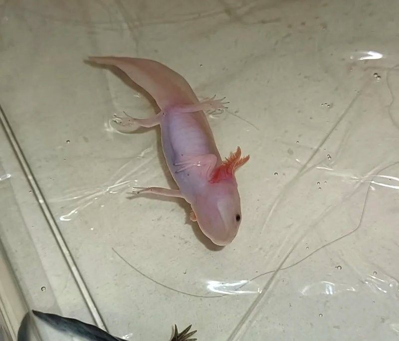 龍魚(yú)趴缸可以喂食嗎？（龍魚(yú)不吃食和趴缸的原因與應(yīng)對(duì)措施） 龍魚(yú)趴缸可以喂食嗎？（龍魚(yú)不吃食和趴缸的原因與應(yīng)對(duì)措施） 龍魚(yú)百科 第2張
