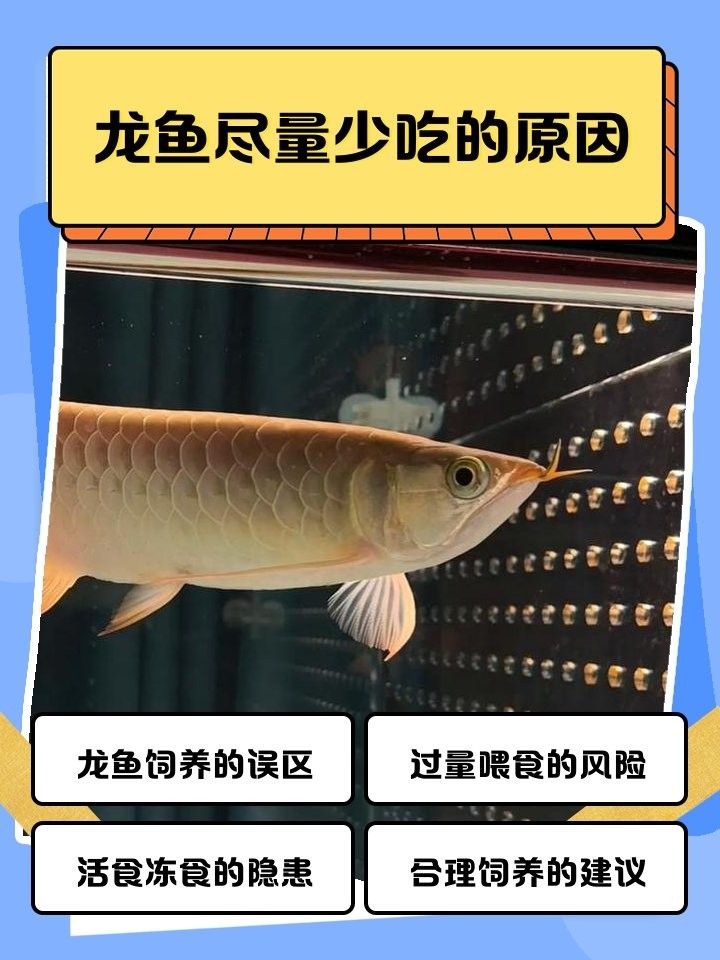 龍魚(yú)趴缸可以喂食嗎？（龍魚(yú)不吃食和趴缸的原因與應(yīng)對(duì)措施） 龍魚(yú)趴缸可以喂食嗎？（龍魚(yú)不吃食和趴缸的原因與應(yīng)對(duì)措施） 龍魚(yú)百科 第3張
