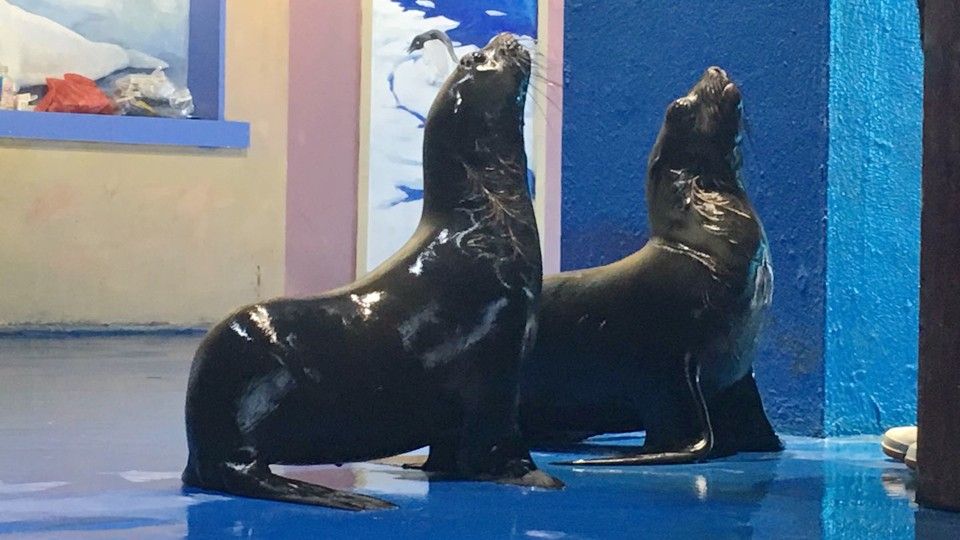 五峰哪個水族館龍魚好？祥龍魚場龍魚 五峰哪個水族館龍魚好？祥龍魚場龍魚 龍魚百科 第2張