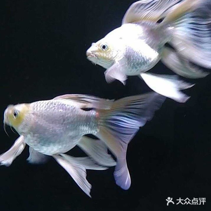 五峰哪個水族館龍魚好？祥龍魚場龍魚 五峰哪個水族館龍魚好？祥龍魚場龍魚 龍魚百科 第1張