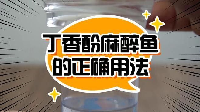 如何安全地給龍魚下麻藥（如何在不傷害龍魚的情況下安全地給龍魚下麻藥）
