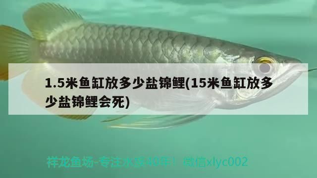 1.5米魚缸放多少鹽錦鯉(15米魚缸放多少鹽錦鯉會(huì)死)（1.5米魚缸放多少鹽錦鯉）