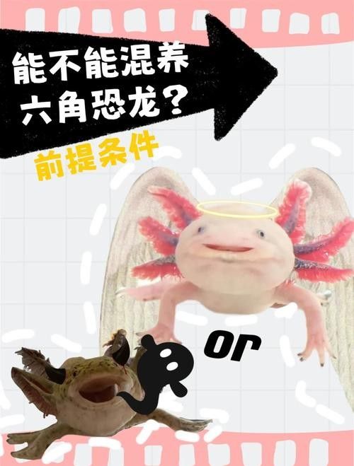 六角恐龍魚的最佳混養伙伴有哪些（六角恐龍可以和什么一起養）