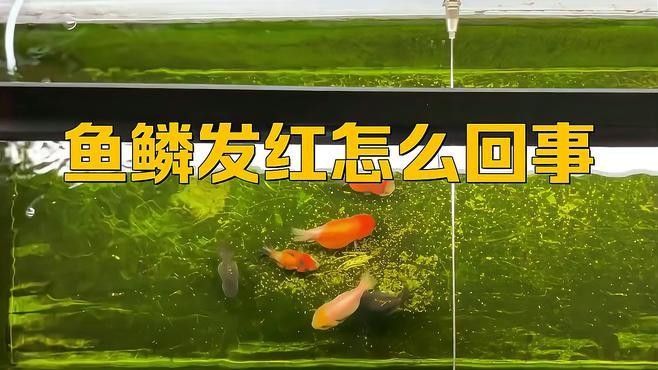 如何預防金龍魚鱗片發紅？