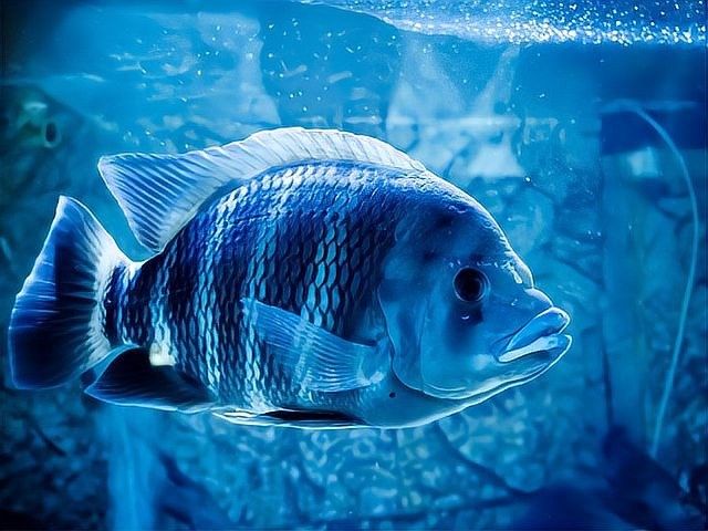 哪些恐龍魚不適合新手？（恐龍魚適合新手飼養嗎）