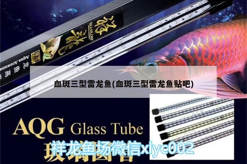 血斑三型雷龍魚(血斑三型雷龍魚貼吧)（淺談血斑三型雷龍魚） 血斑三型雷龍魚(血斑三型雷龍魚貼吧)（淺談血斑三型雷龍魚） 觀賞魚百科