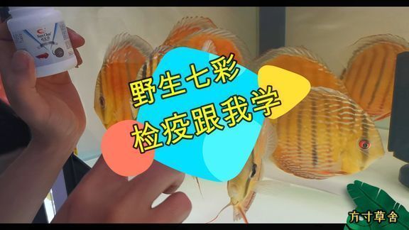 高檔龍魚專用缸推薦品牌：選擇龍魚缸應該注意哪些問題？