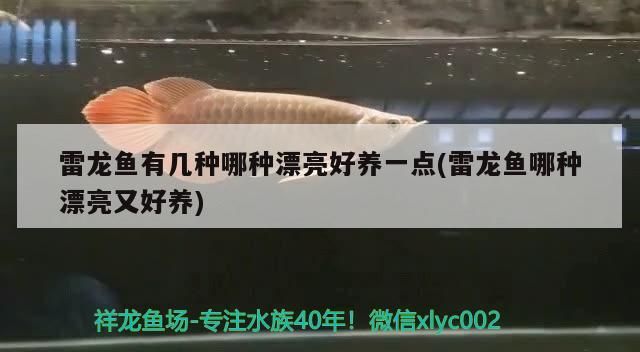 雷龍魚有幾種哪種漂亮好養一點(雷龍魚哪種漂亮又好養)（雷龍魚有幾種哪種漂亮好養一點）