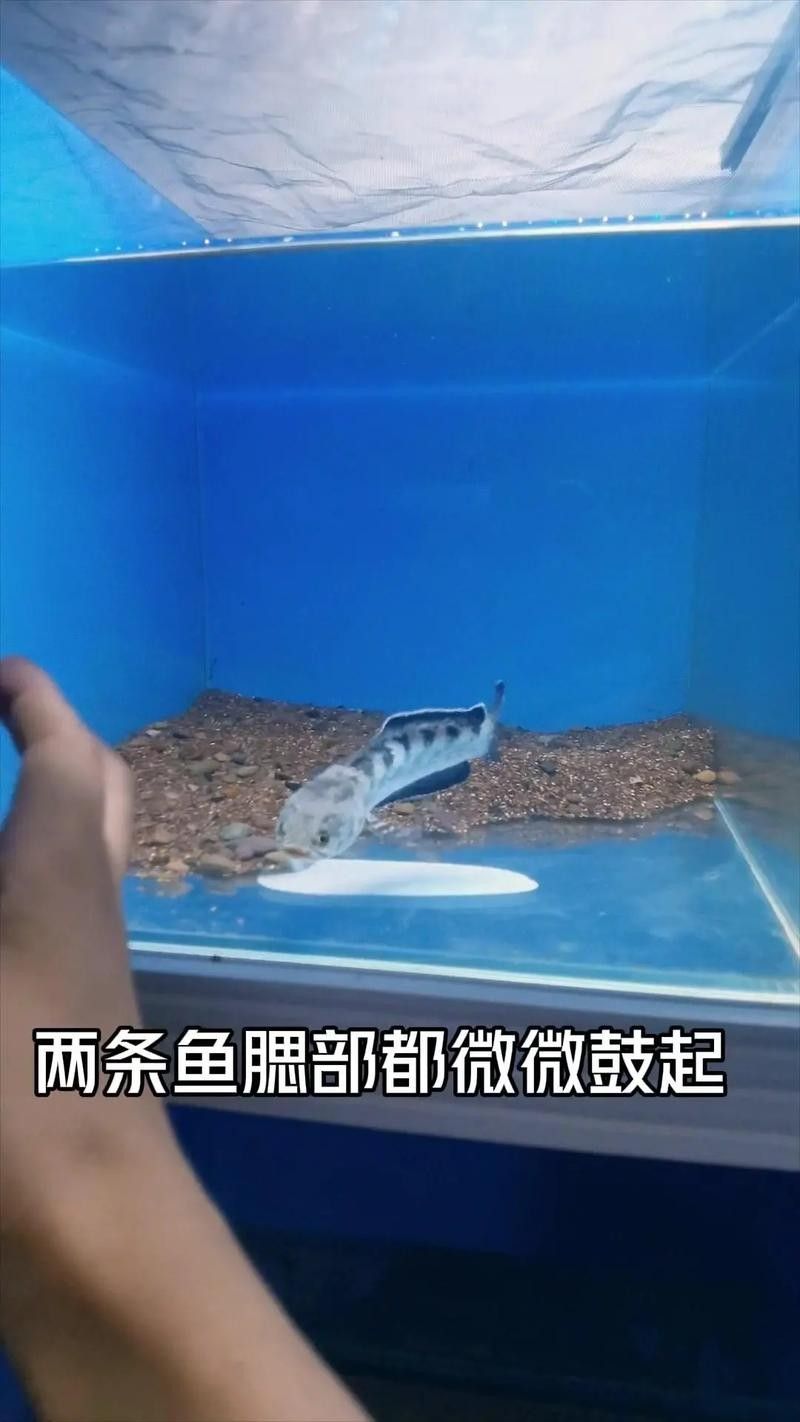 如何為雷龍魚設(shè)置最佳水位 如何為雷龍魚設(shè)置最佳水位 龍魚百科 第1張
