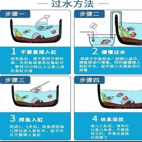 如何為雷龍魚設(shè)置最佳水位 如何為雷龍魚設(shè)置最佳水位 龍魚百科 第5張