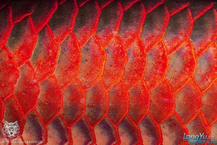再給我幾張龍魚高清壁紙（精選多組龍魚壁紙，涵蓋不同風格與場景） 再給我幾張龍魚高清壁紙（精選多組龍魚壁紙，涵蓋不同風格與場景） 龍魚百科 第29張