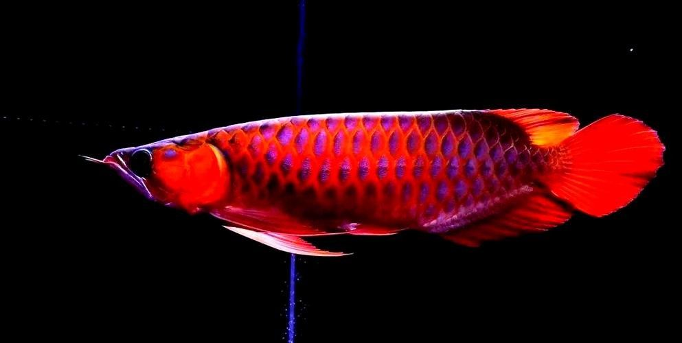 再給我幾張龍魚高清壁紙（精選多組龍魚壁紙，涵蓋不同風格與場景） 再給我幾張龍魚高清壁紙（精選多組龍魚壁紙，涵蓋不同風格與場景） 龍魚百科 第42張