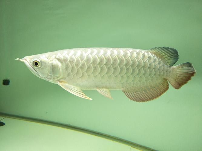 再給我幾張龍魚高清壁紙（精選多組龍魚壁紙，涵蓋不同風格與場景） 再給我幾張龍魚高清壁紙（精選多組龍魚壁紙，涵蓋不同風格與場景） 龍魚百科 第34張