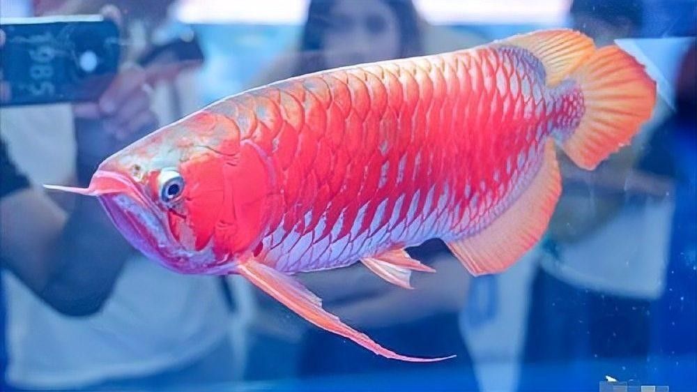 如何聯(lián)系中國(guó)漁業(yè)協(xié)會(huì)龍魚(yú)分會(huì)（中國(guó)漁業(yè)協(xié)會(huì)龍魚(yú)分會(huì)官方聯(lián)系方式：查找聯(lián)系方式）