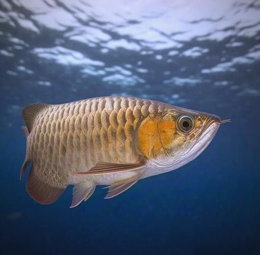 有沒有高清的龍魚繁殖圖片？（高清組圖魚之游水漁業(yè)視頻欣賞(之十)）