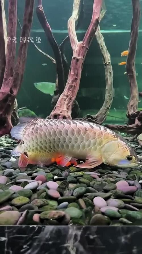 龍魚須一長一短會恢復嗎？（龍魚須一長一短會自己調整嗎，）