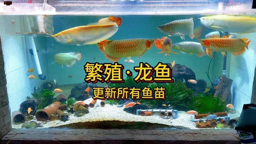 有沒有高清的龍魚繁殖圖片？（高清組圖魚之游水漁業(yè)視頻欣賞(之十)）