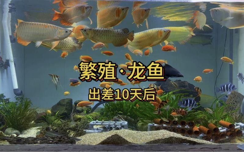 有沒有高清的龍魚繁殖圖片？（高清組圖魚之游水漁業(yè)視頻欣賞(之十)）