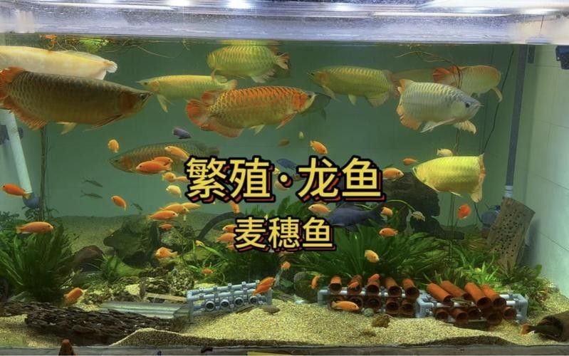 有沒有高清的龍魚繁殖圖片？（高清組圖魚之游水漁業(yè)視頻欣賞(之十)）