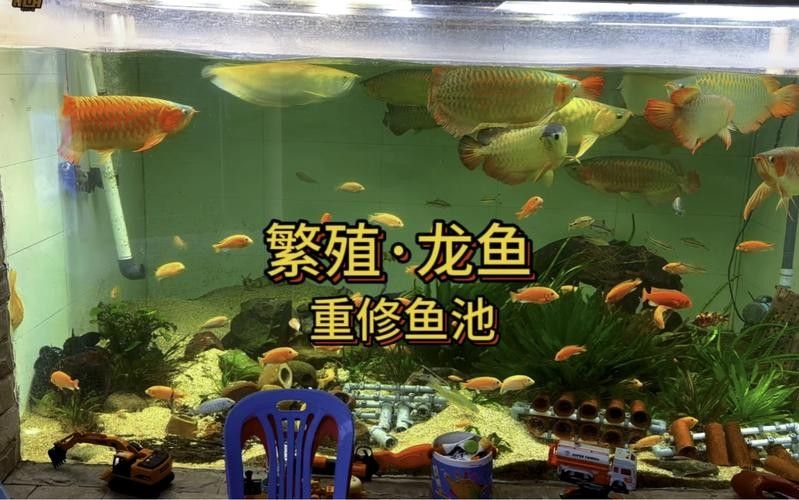 有沒有高清的龍魚繁殖圖片？（高清組圖魚之游水漁業(yè)視頻欣賞(之十)）