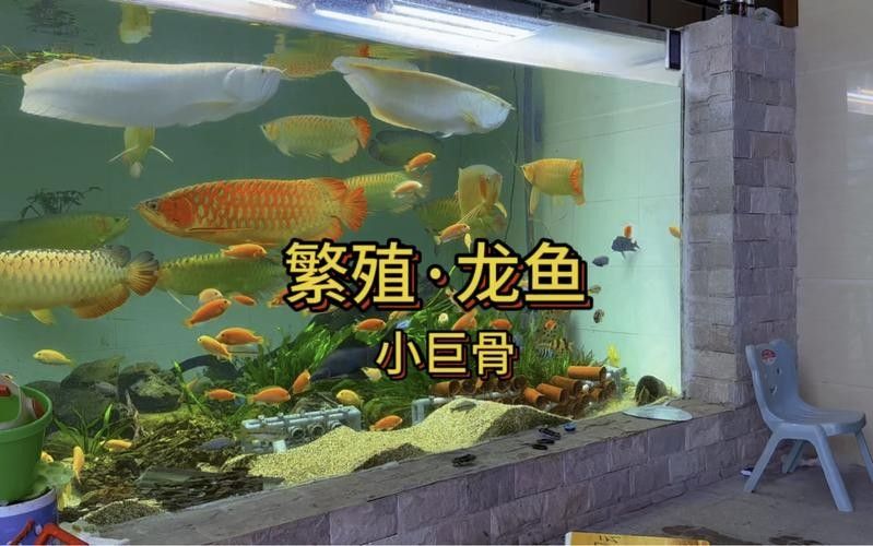 有沒有高清的龍魚繁殖圖片？（高清組圖魚之游水漁業(yè)視頻欣賞(之十)）