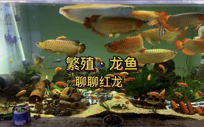 有沒有高清的龍魚繁殖圖片？（高清組圖魚之游水漁業(yè)視頻欣賞(之十)）